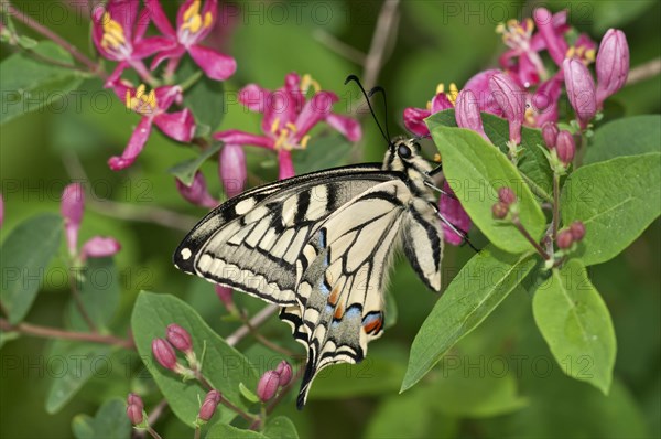 Old World Swallowtail (Papilio machaon) butterfly