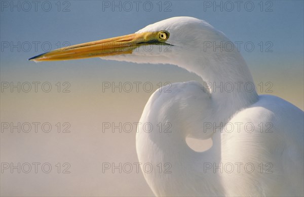 Great Egret (casmerodius albus