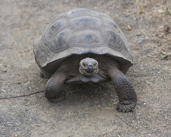 Galapagos Giant Tortoise