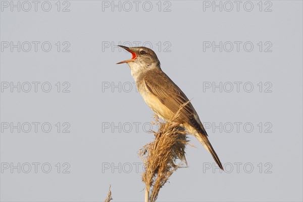 Reed Warbler (Acrocephalus arundinaceus)