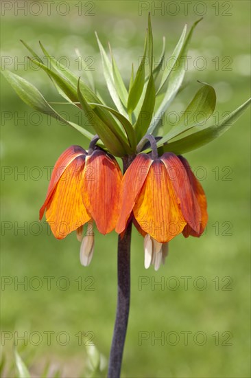 Crown Imperial Fritillary