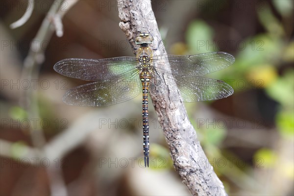 Migrant Hawker (Aeshna mixta)