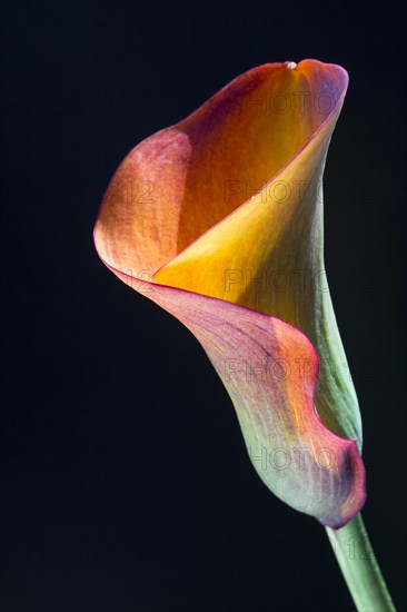 Orange-red flower of a Calla or Calla Lily (Zantedeschia)