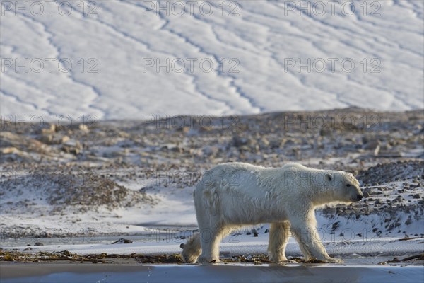 Polar Bear (Ursus maritimus)