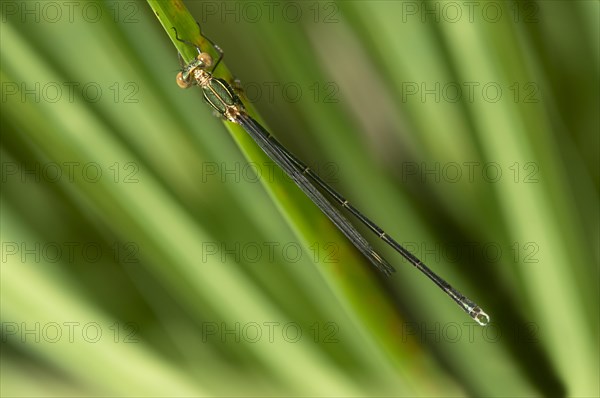 Willow Emerald Damselfly or Western Willow Spreadwing (Lestes viridis)