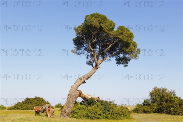 Pine tree on the beach of Olympos
