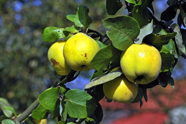 Pear Quince (Cydonia oblonga var.) on the tree