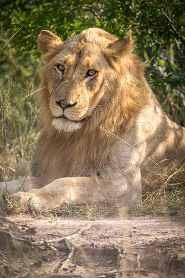 African Lion (Panthera leo)