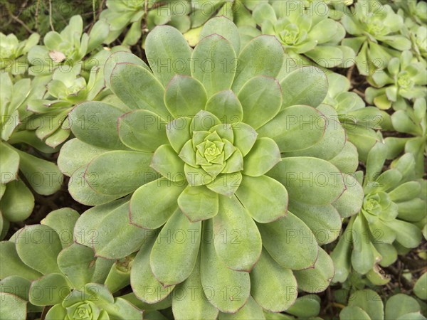 Rosette of Aeonium