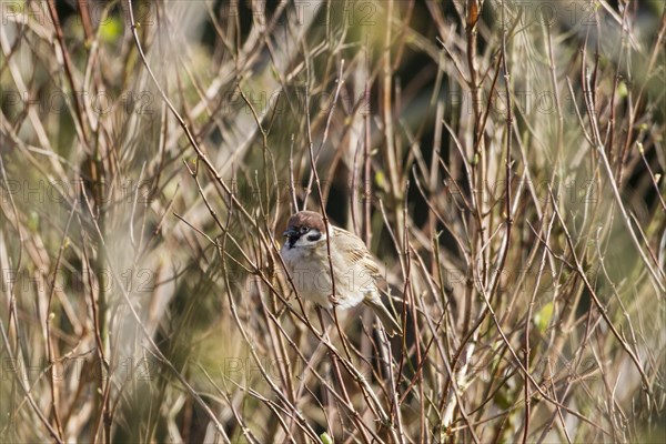 Tree Sparrow (Passer montanus)