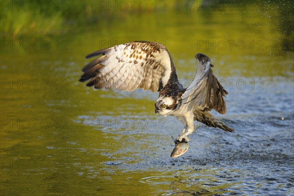 Osprey (Pandion haliaetus) in flight with Rainbow Trout (Oncorhynchus mykiss) as prey