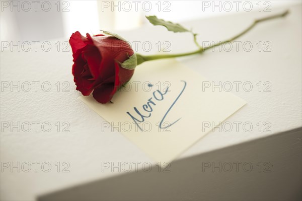 Red rose with a note 'Merci'