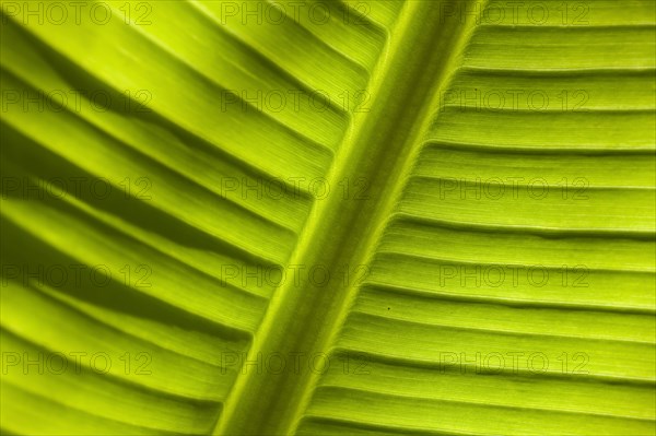 Banana (Musa sp.)
