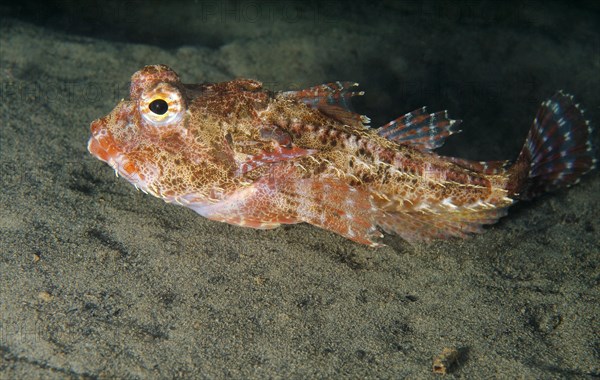 Antlered sculpin (Enophrys diceraus)