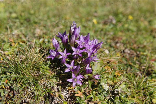 Chiltern gentian (Gentianella germanica)