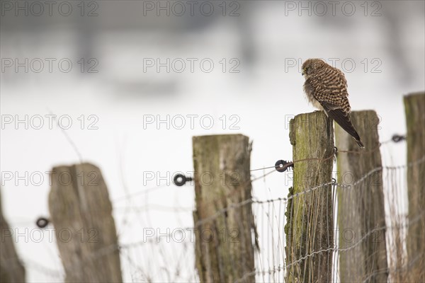 Kestrel (Falco tinnunculus)