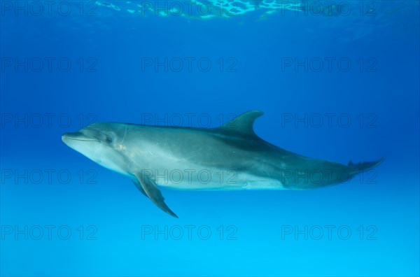 Bottlenose dolphin (Tursiops truncatus)