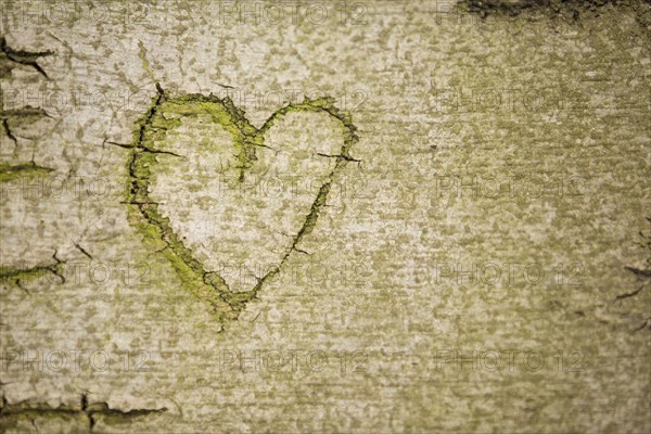 Heart symbol carved into the bark of a beech tree