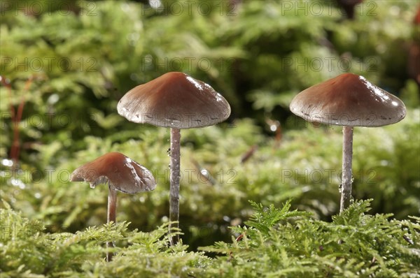 Snakeskin Brownie (Hypholoma marginatum)