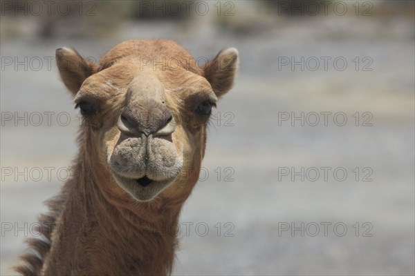 Dromedary (Camelus dromedarius)