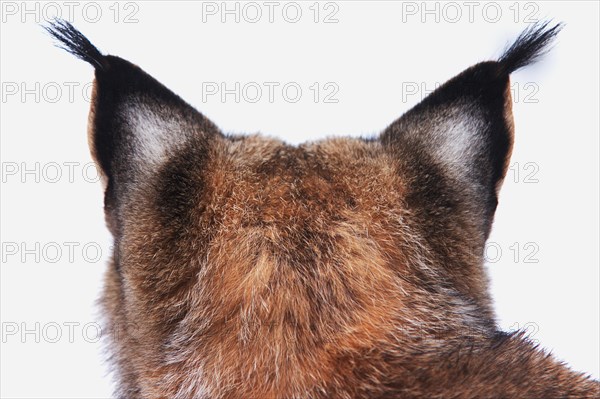 Eurasian lynx (Lynx lynx)