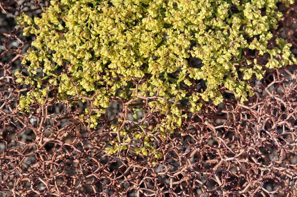 Crispleaf Buckwheat (Eriogonum corymbosum var aureum)