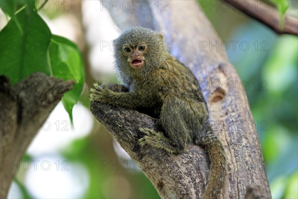 Pygmy Marmoset (Cebuella pygmaea)