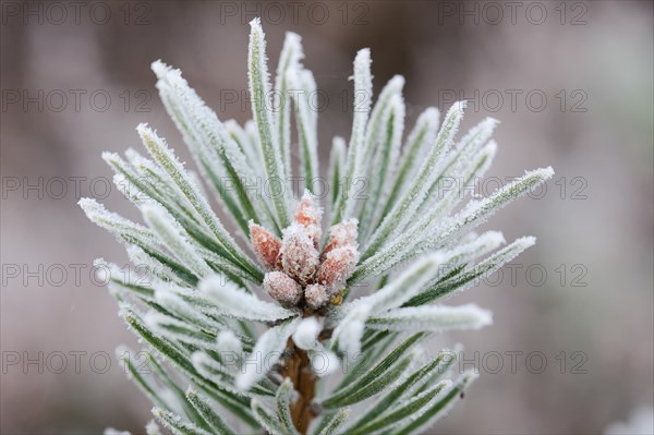 First frost has covered a fir tree with hoarfrost