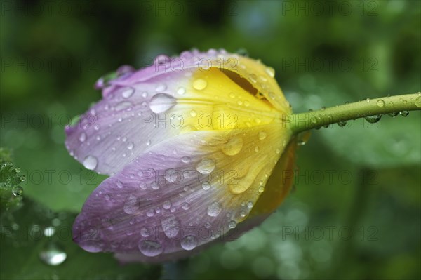 Cretan tulip (Tulipa saxatilis)