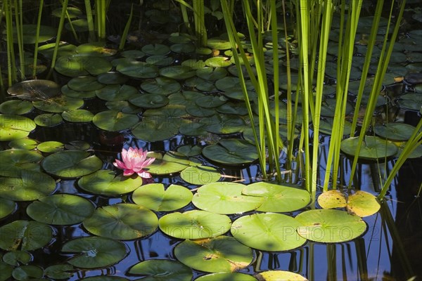 Pink and yellow Water Lily (Nymphaea) on the surface of a pond