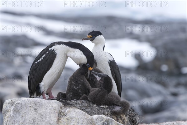 Imperial Shags or Antarctic Cormorants (Phalacrocorax atriceps)