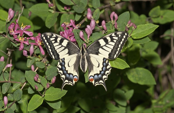 Old World Swallowtail (Papilio machaon) butterfly