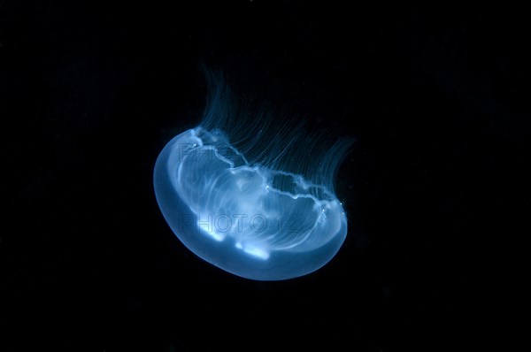 Moon Jelly (Aurelia aurita)