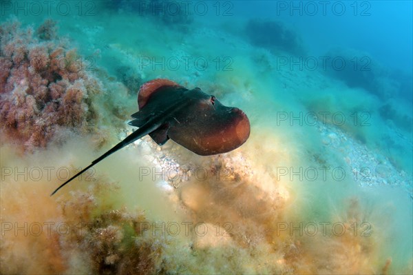 Common Stingray (Dasyatis pastinaca)