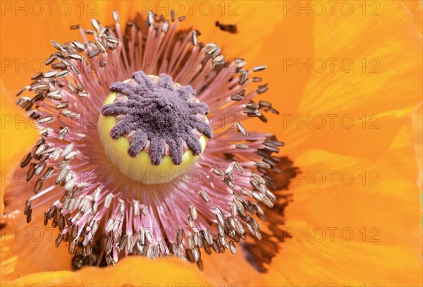 Oriental Poppy (Papaver orientale)