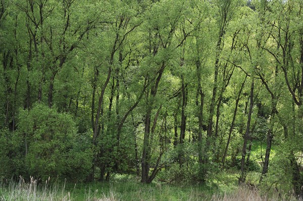 Black Alders (Alnus glutinosa) with spring foliage