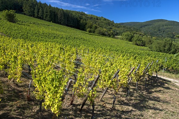 Grapevines with autumn leaves on a hillside