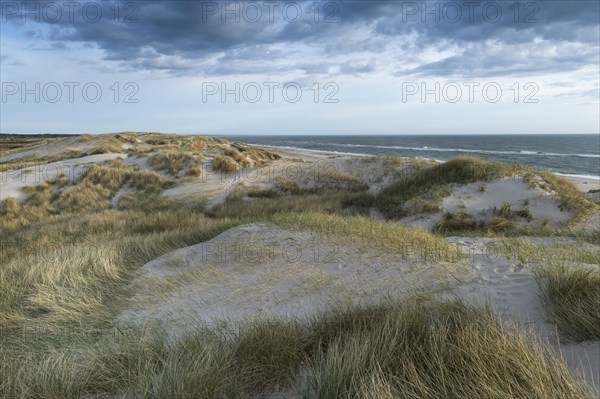 Dunes along the North Sea