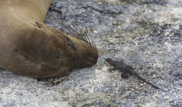 Galapagos Sea Lion (Zalophus wollebaeki) and a Galapagos Lava Lizard (Microlophus albemarlensis)