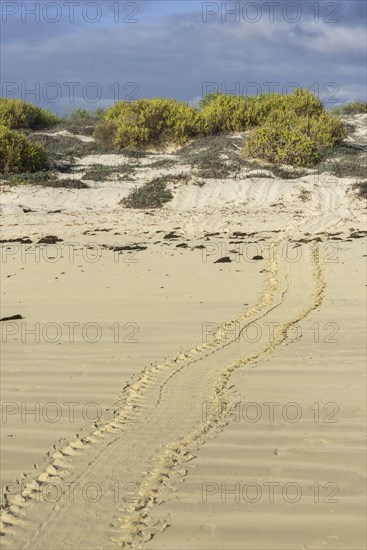 Tracks of a Green Sea Turtle or Pacific Green Turtle (Chelonia mydas japonica) on the beach