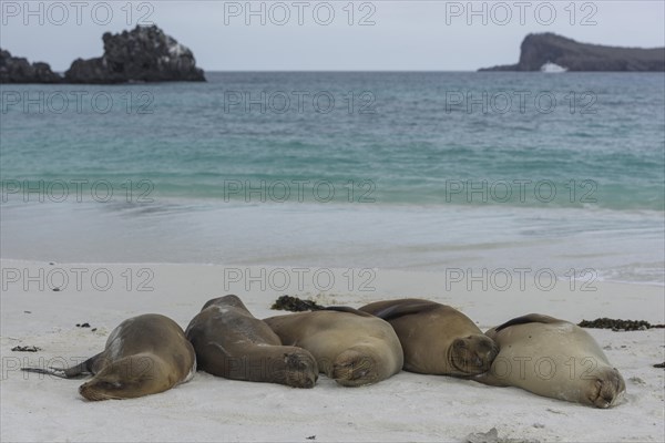 Sleeping Galapagos Sea Lions (Zalophus wollebaeki)