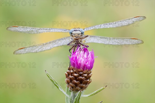 Western Clubtail (gomphus pulchellus) perched on Brown Knapweed (Centaurea jacea)