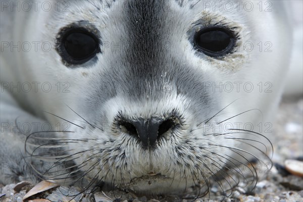 Harbour Seal (Phoca vitulina)