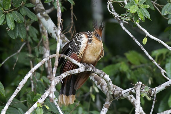 Hoatzin (Opisthocomus hoazin)