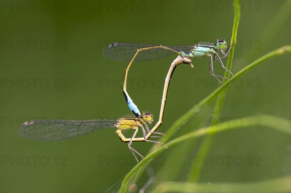 Blue-tailed damselflies (Ischnura elegans)