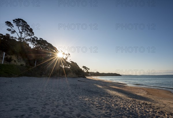 Sunbeams shine through trees on the sandy beach