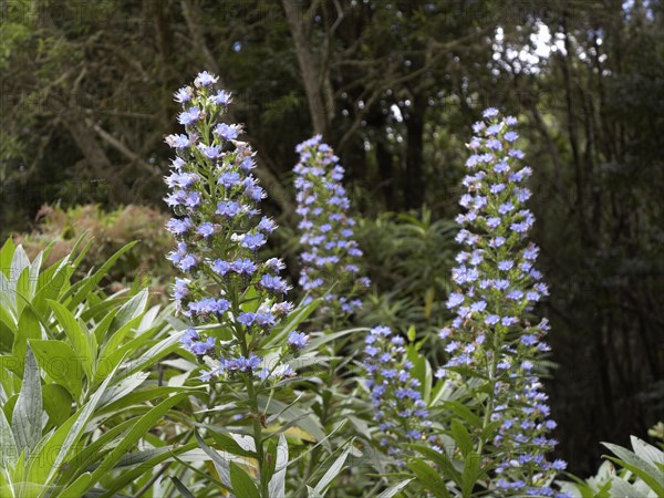 Blue Bugloss or Blueweed (Echium acanthocarpum)