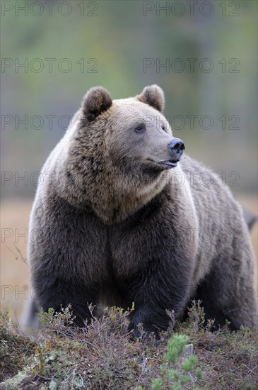 Brown Bear (Ursus arctos)