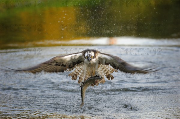 Osprey (Pandion haliaetus) in flight with Rainbow Trout (Oncorhynchus mykiss) as prey in the morning light