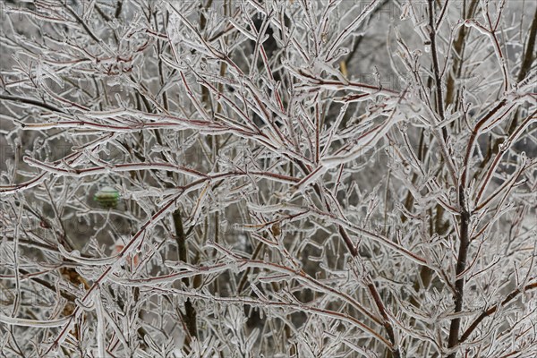Ice-coated shrub